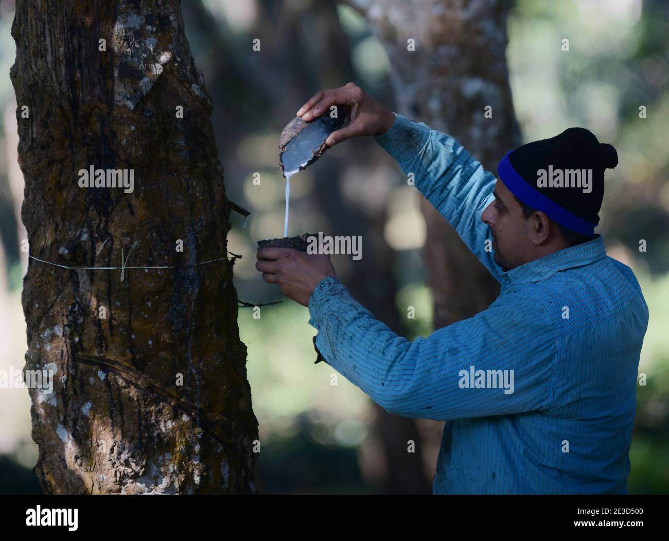 A worker collecting latex from a rubber tree. Agartala, Tripura, India