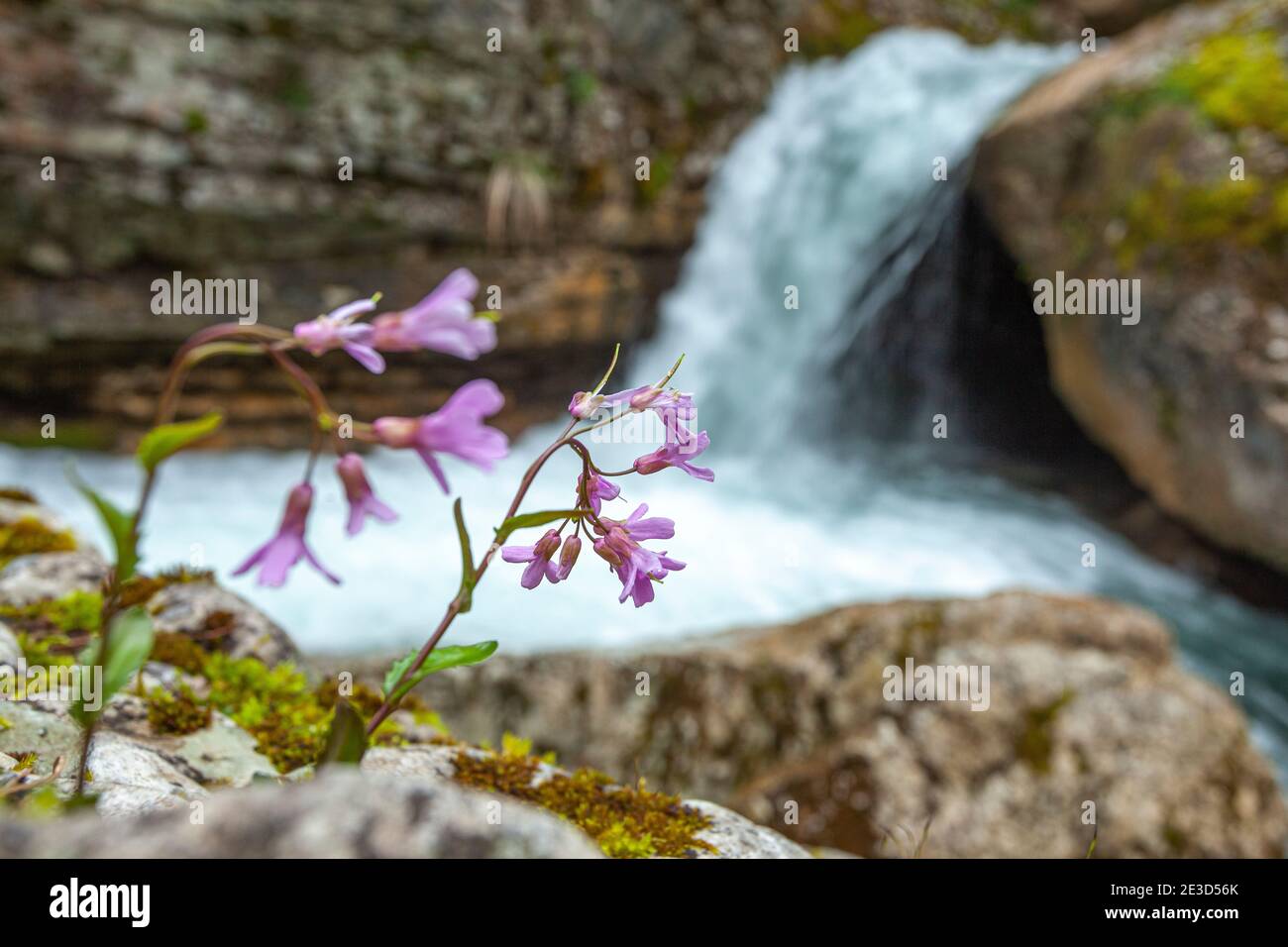 The flower of the Waldo rock cress, Arabis aculeolata Greene, near a river. In the background a small waterfall. Abruzzo, Italy, Europe Stock Photo