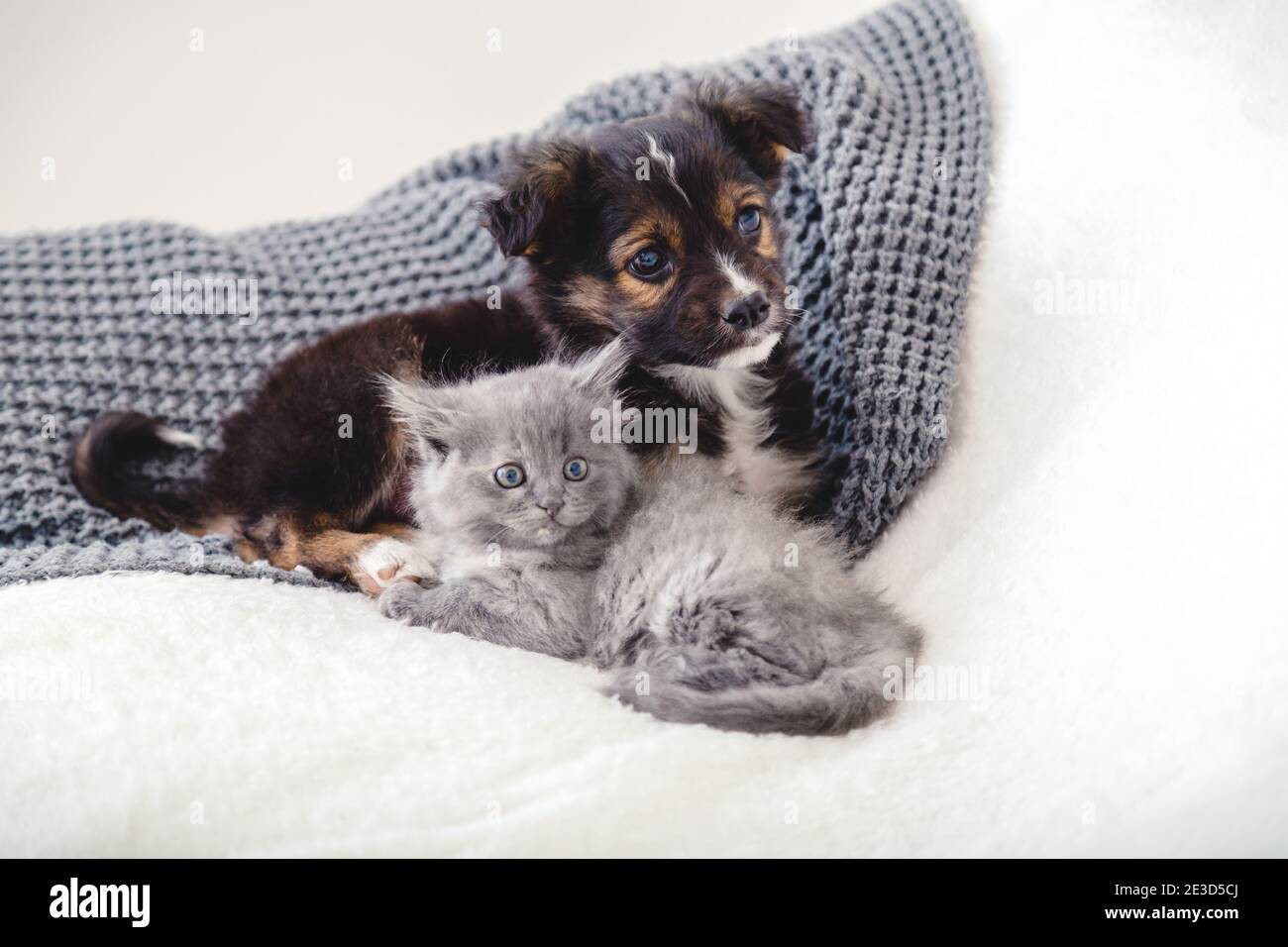 Kitten and puppy. Group of two small animals lie together on bed. Happy gray kitten and black puppy on white blanket at home. Cat dog friends Stock Photo