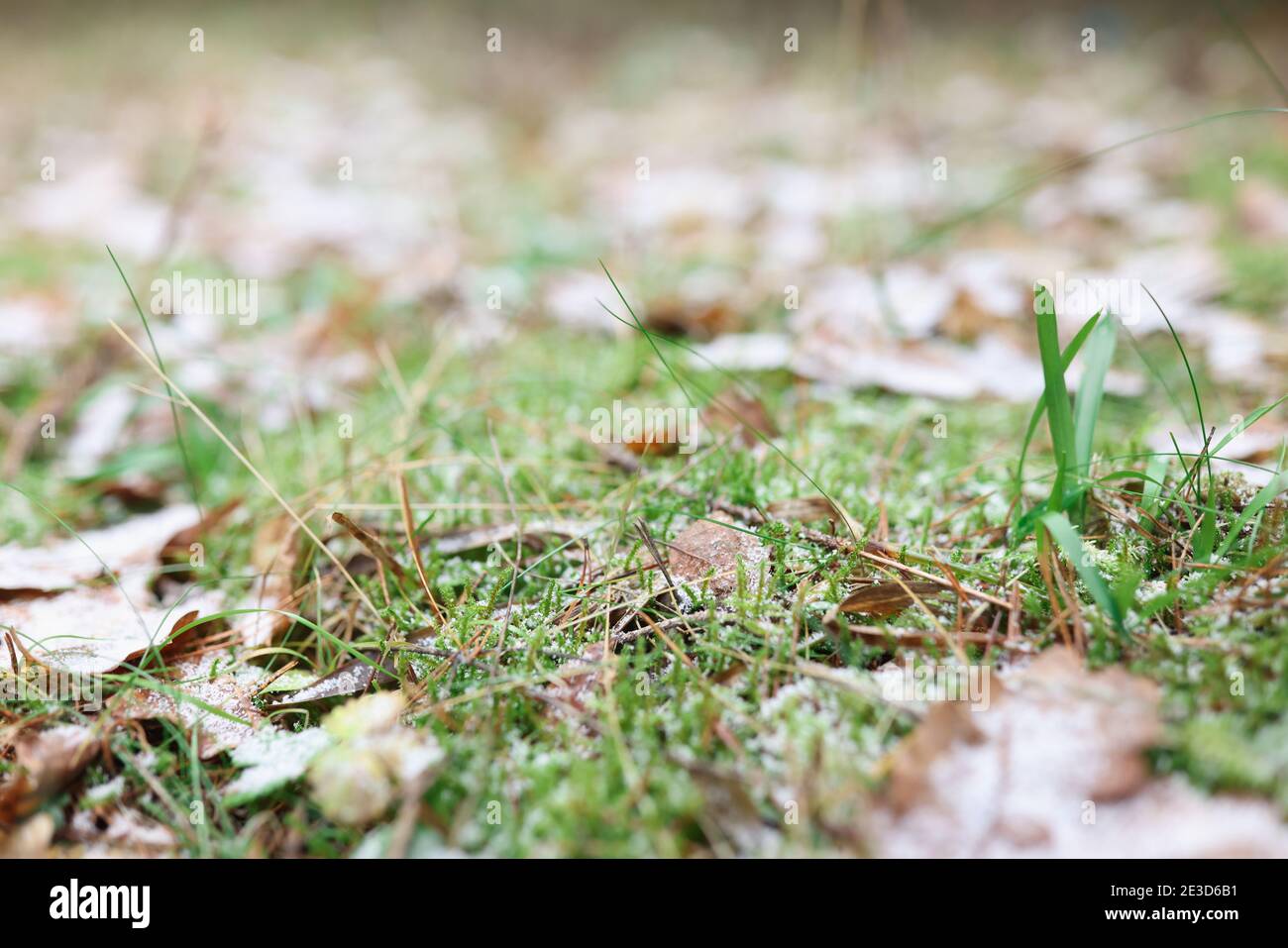 Green grass with dry leaves covered with snow Stock Photo - Alamy