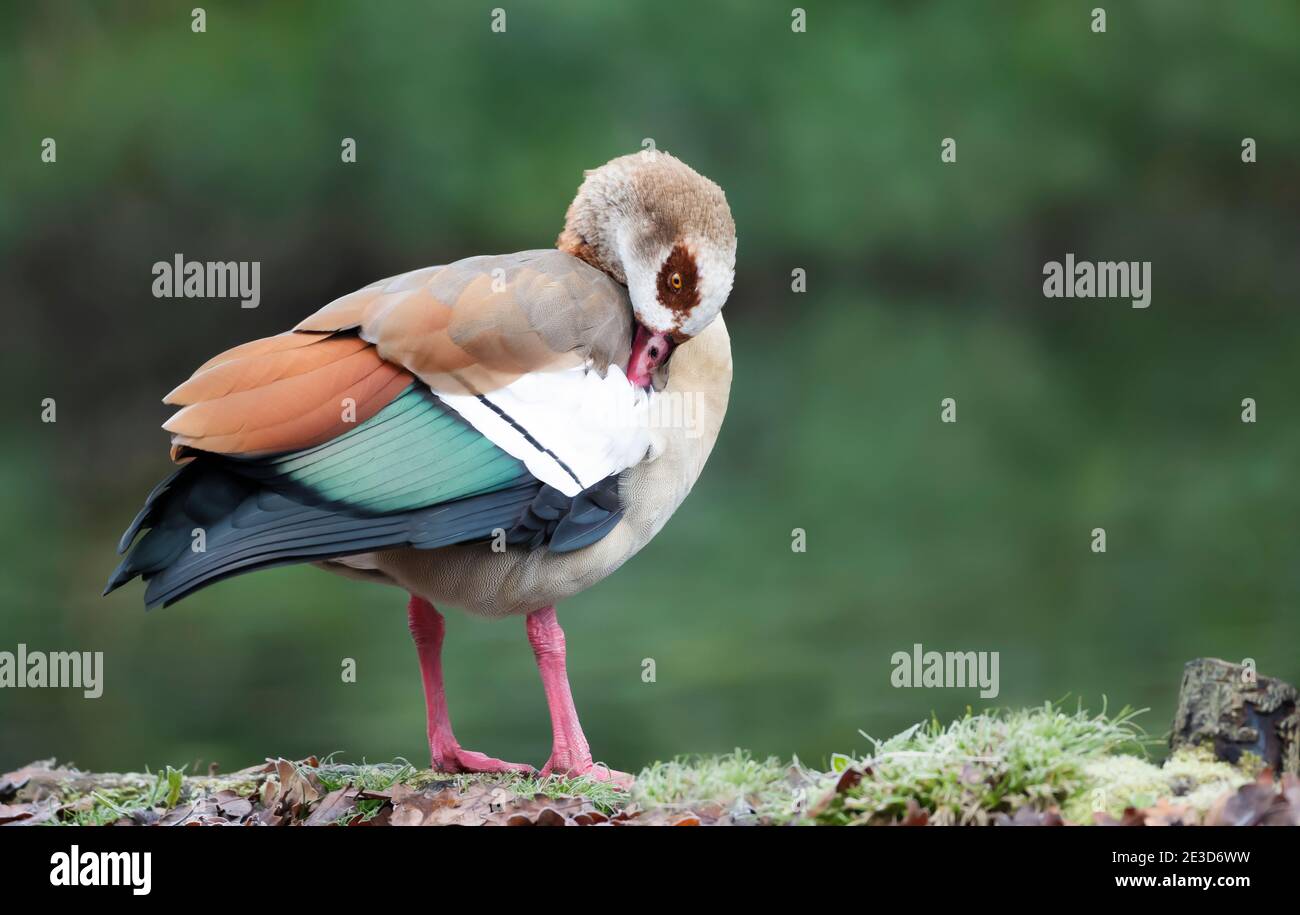 Close up of an Egyptian goose against green background, UK. Stock Photo