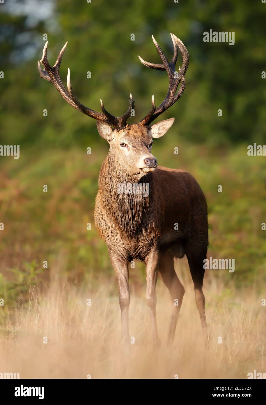 Close-up of a red deer stag standing in a field during rutting season in autumn, UK. Stock Photo