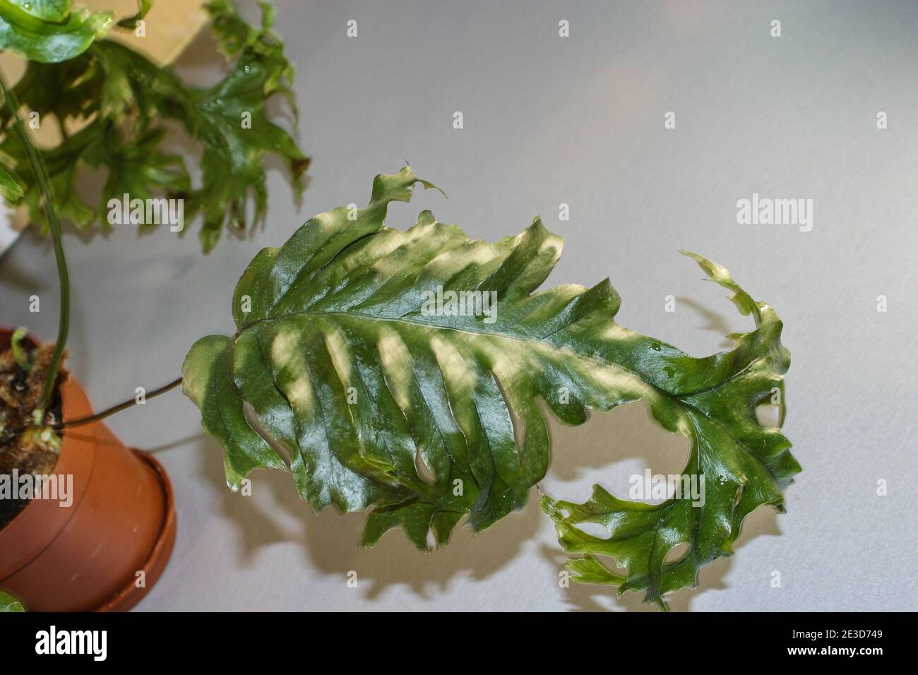 Phlebosia Nicolas Diamond fern leaf Stock Photo