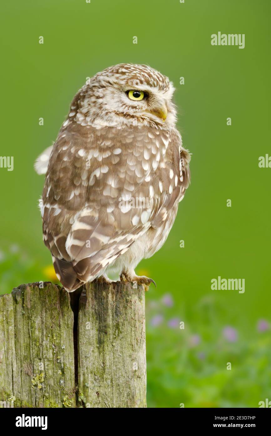 Green owls hi-res stock photography and images - Alamy