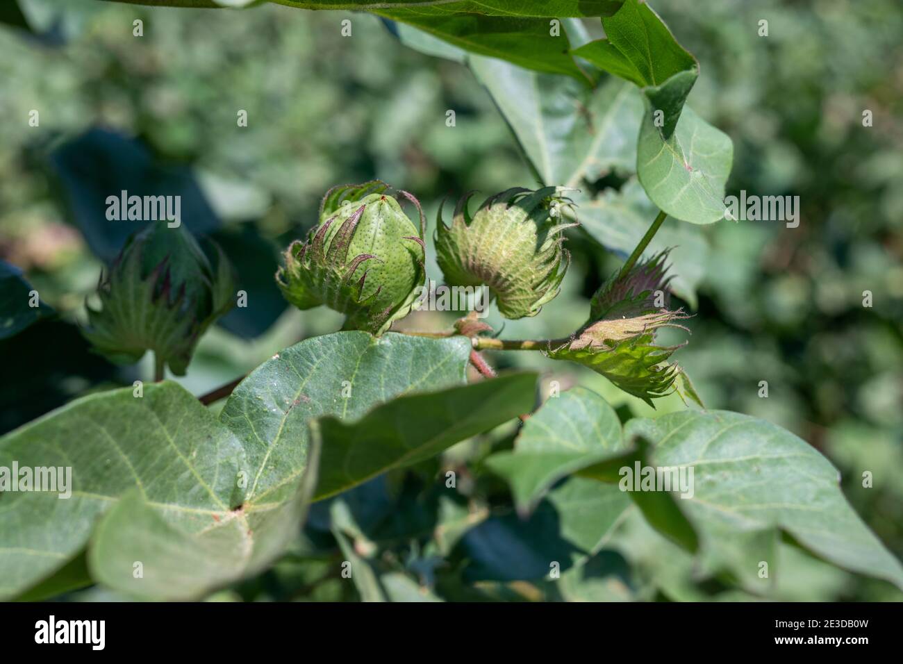 Cotton flower in cotton field Stock Photo Alamy