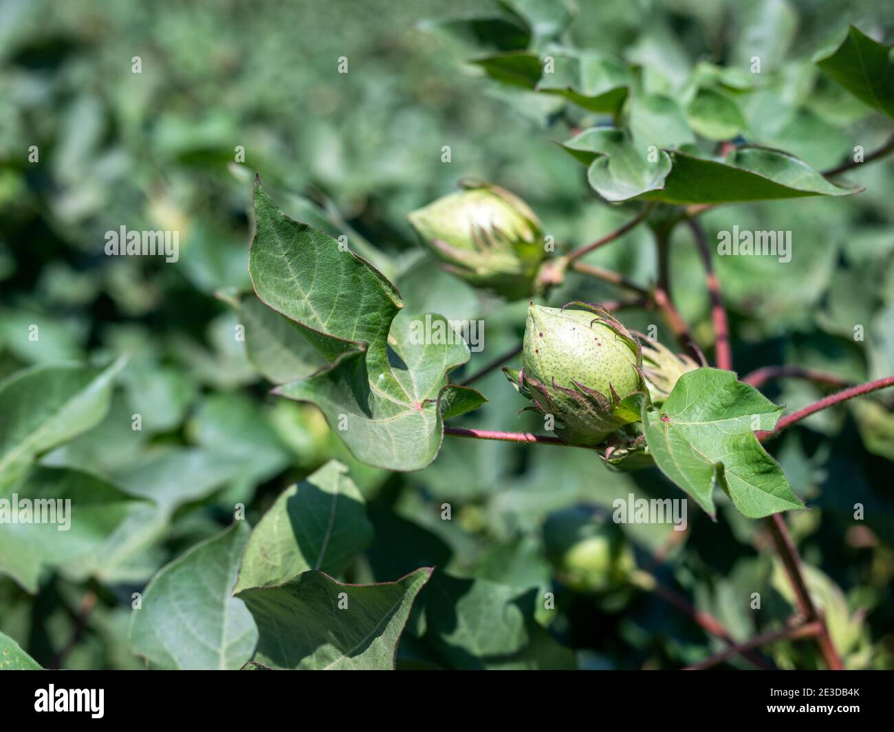 Cotton leaf hires stock photography and images Alamy