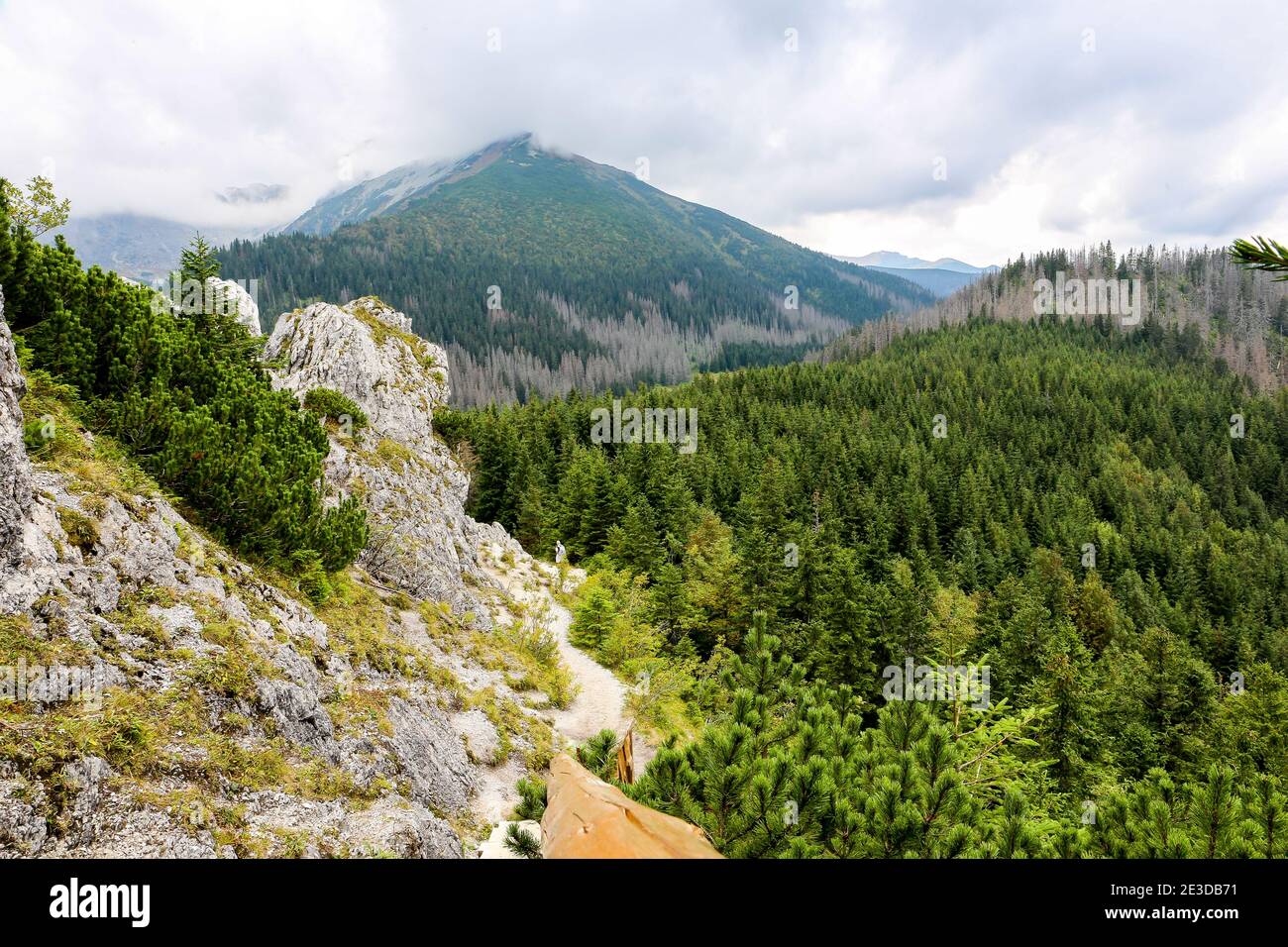 Coniferous forest with mountain pine and spruces on rocky Gesia Szyja Mount in Tatra Mountains, with Tatra Mountains in the background. Stock Photo