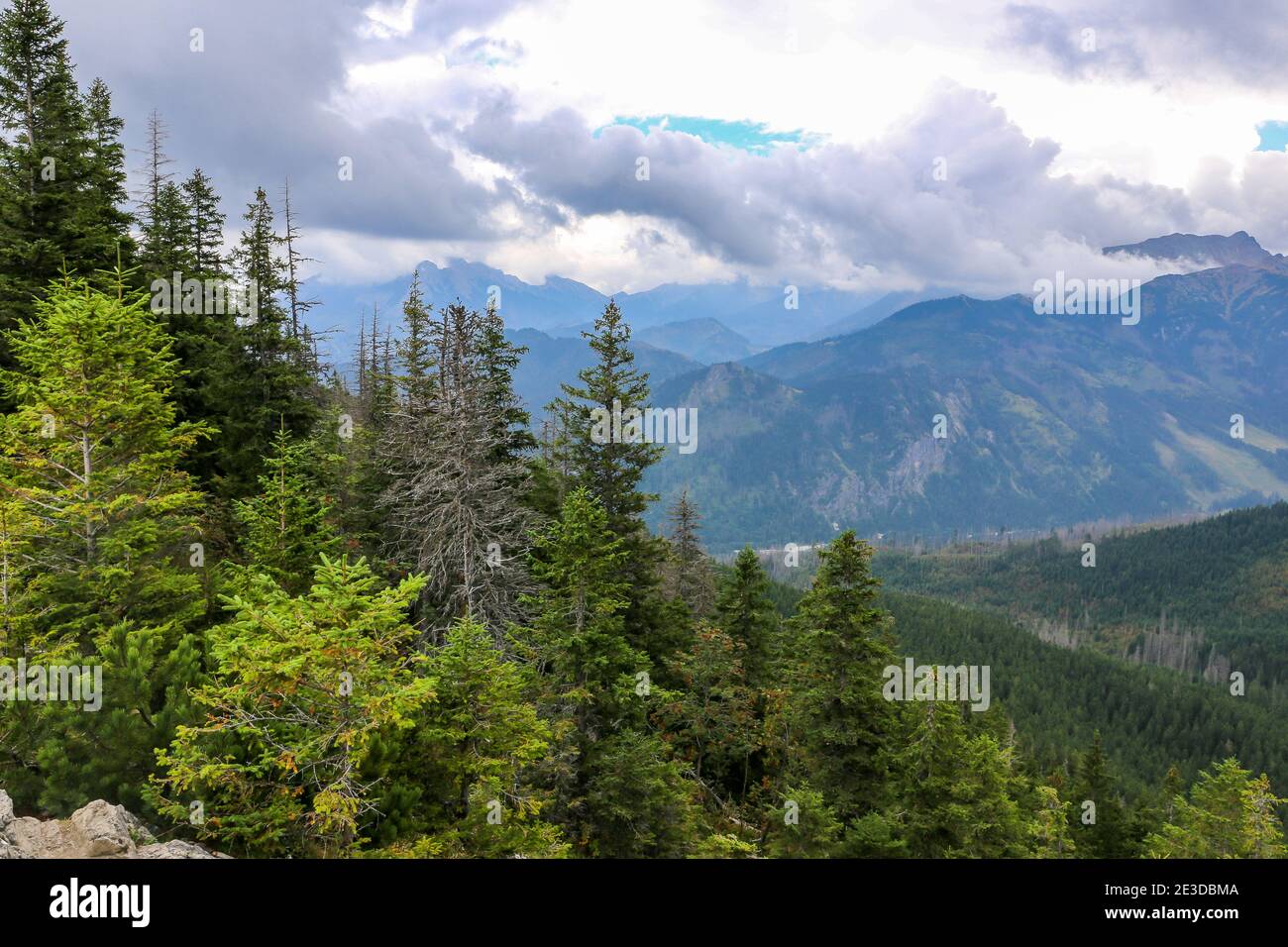 Coniferous forest with pine trees and spruces on Gesia Szyja Mount in Tatra Mountains, with Tatra Mountains in the background, Poland. Stock Photo