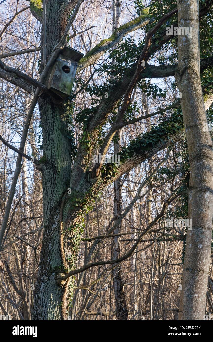 Nest box for owls in a tree in a nature reserve Stock Photo