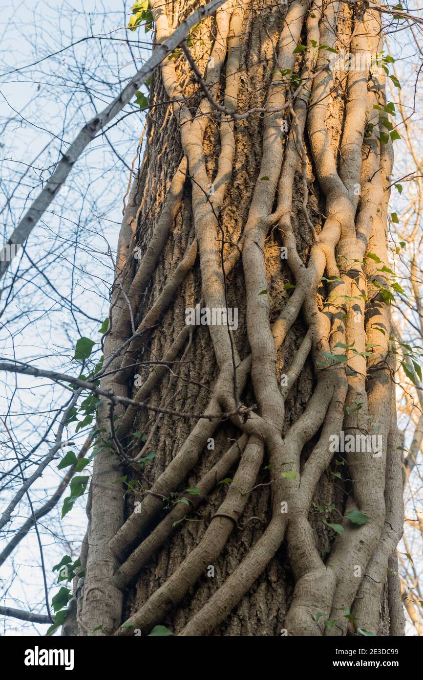 Ivy roots climbing upwards all over a tree trunk Stock Photo