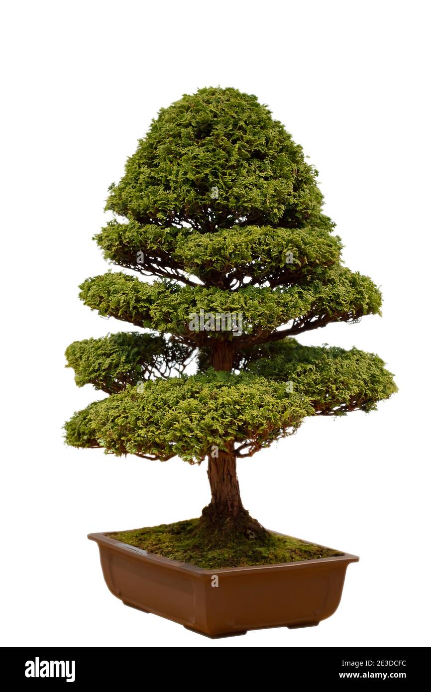 Bonsai tree in ceramic flower pot isolated on white background