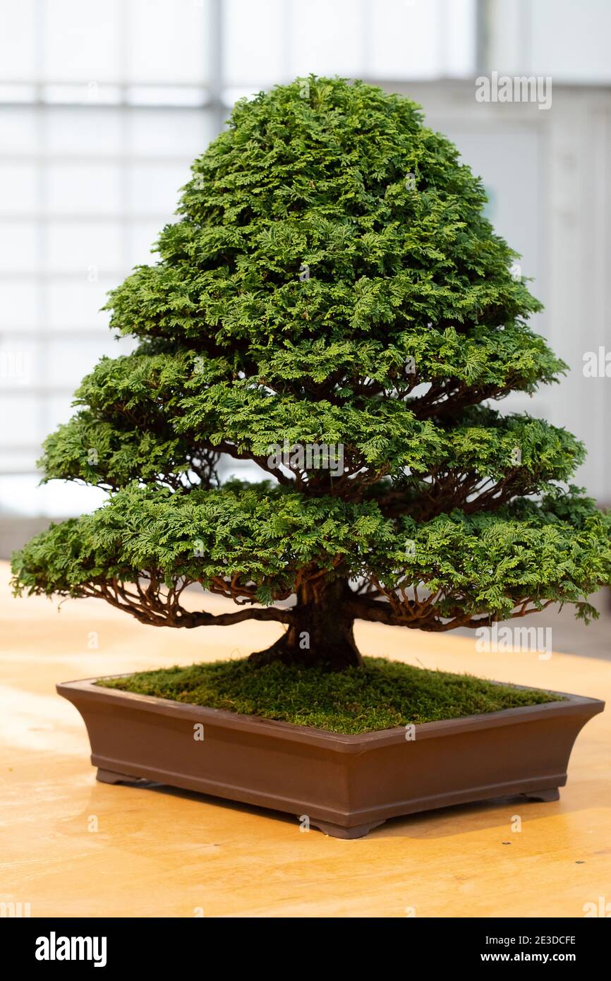 Bonsai tree in ceramic flower pot isolated on white background. Japanese tree and Ornamental plant Stock Photo