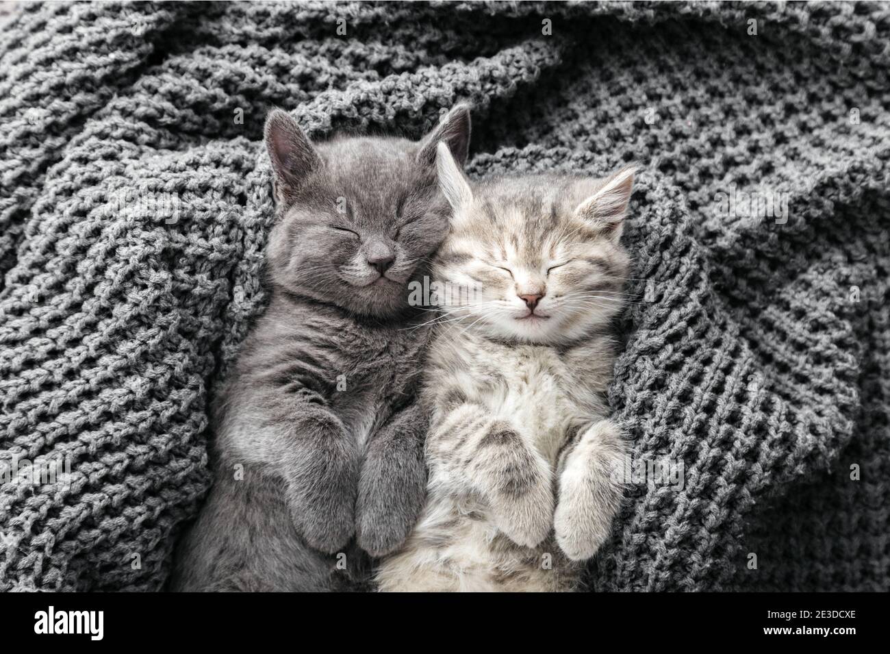 Couple cute kittens in love sleeping on gray soft knitted blanket. Cats rest napping on bed. Feline love and friendship on valentine day. Comfortable Stock Photo