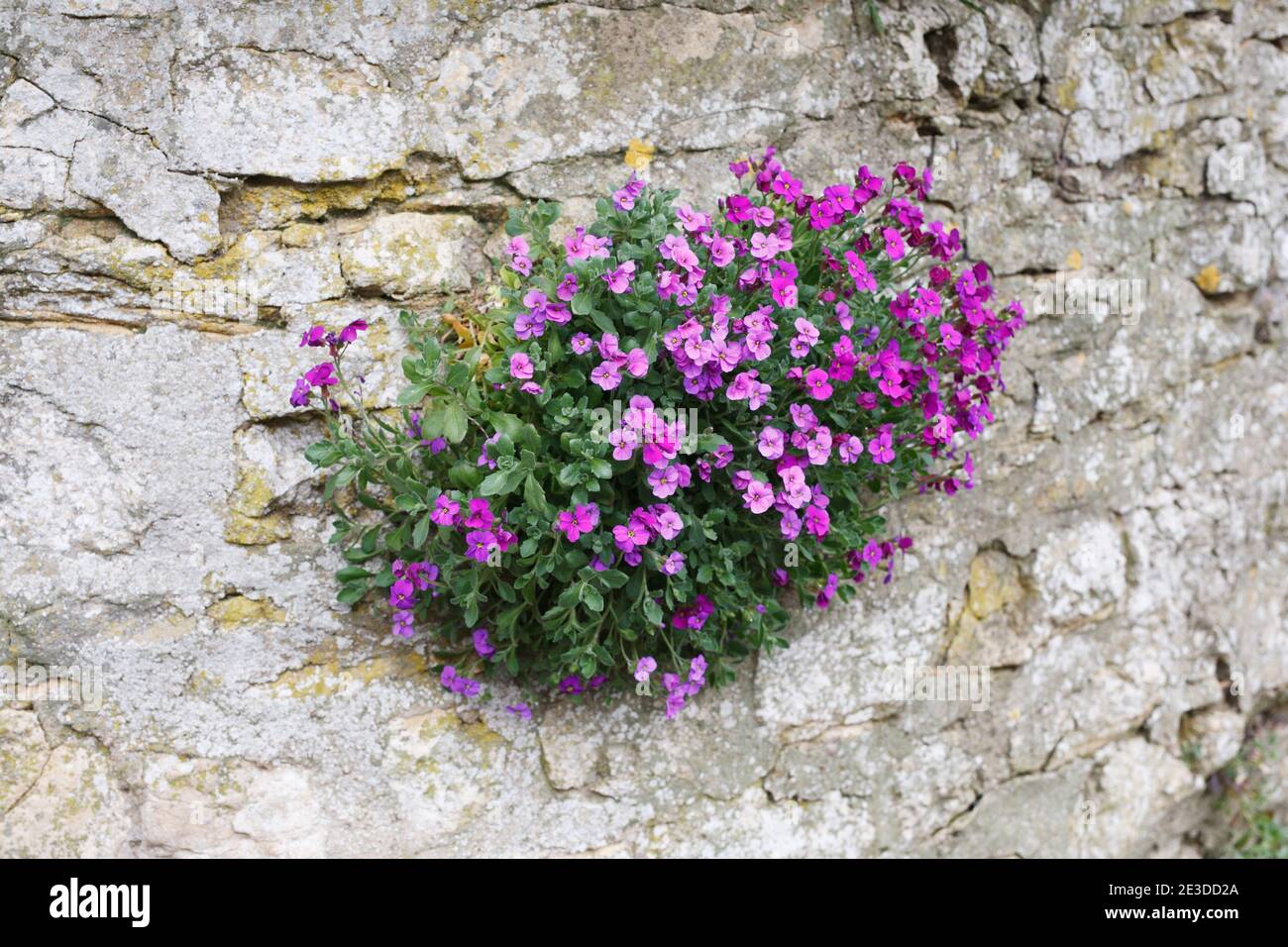 Aubretia flowers growing in a stone wall in Spring. Stock Photo
