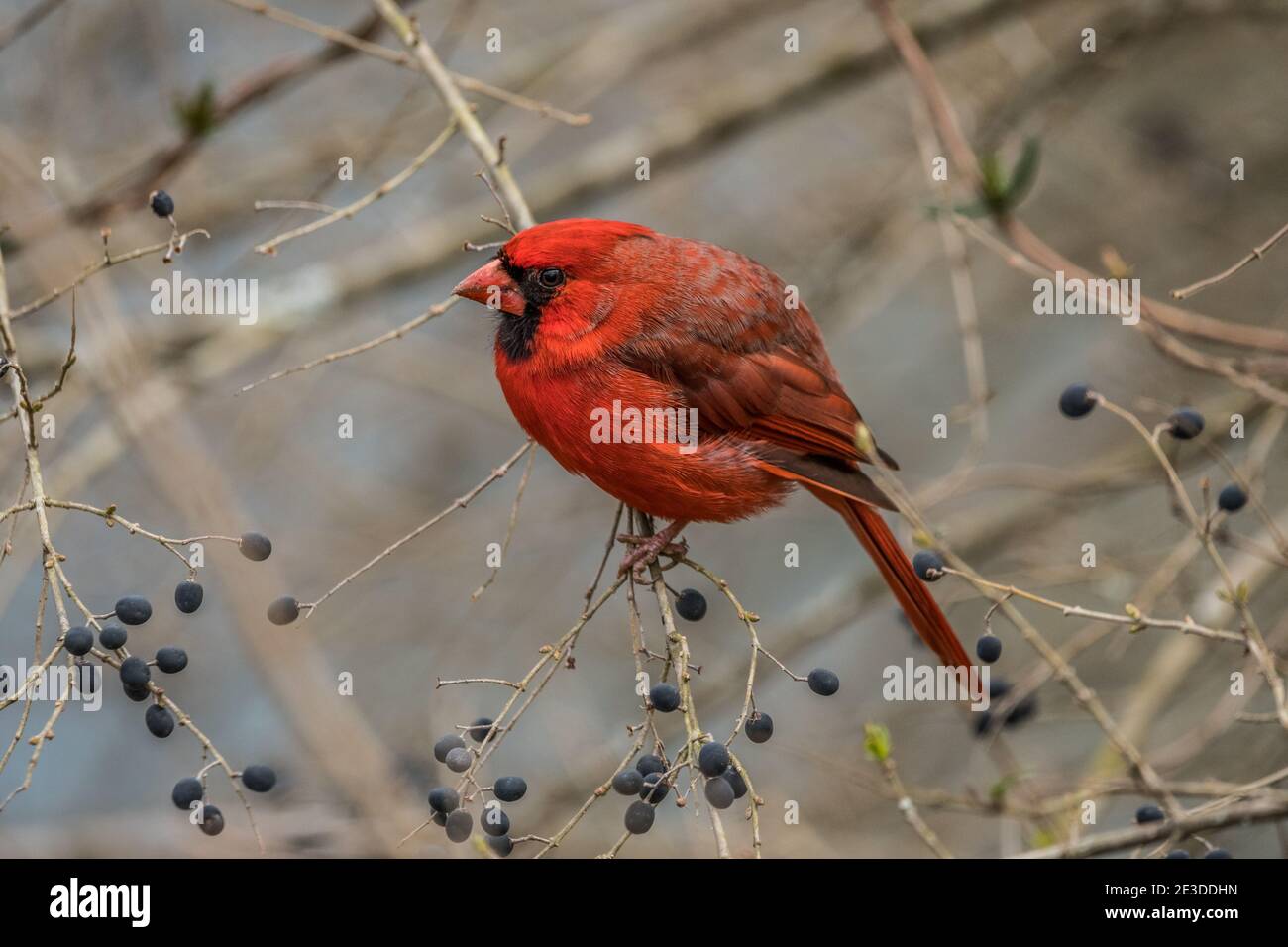 Bright red male in plumage sitting on a branch eating berries in wintertime Stock Photo