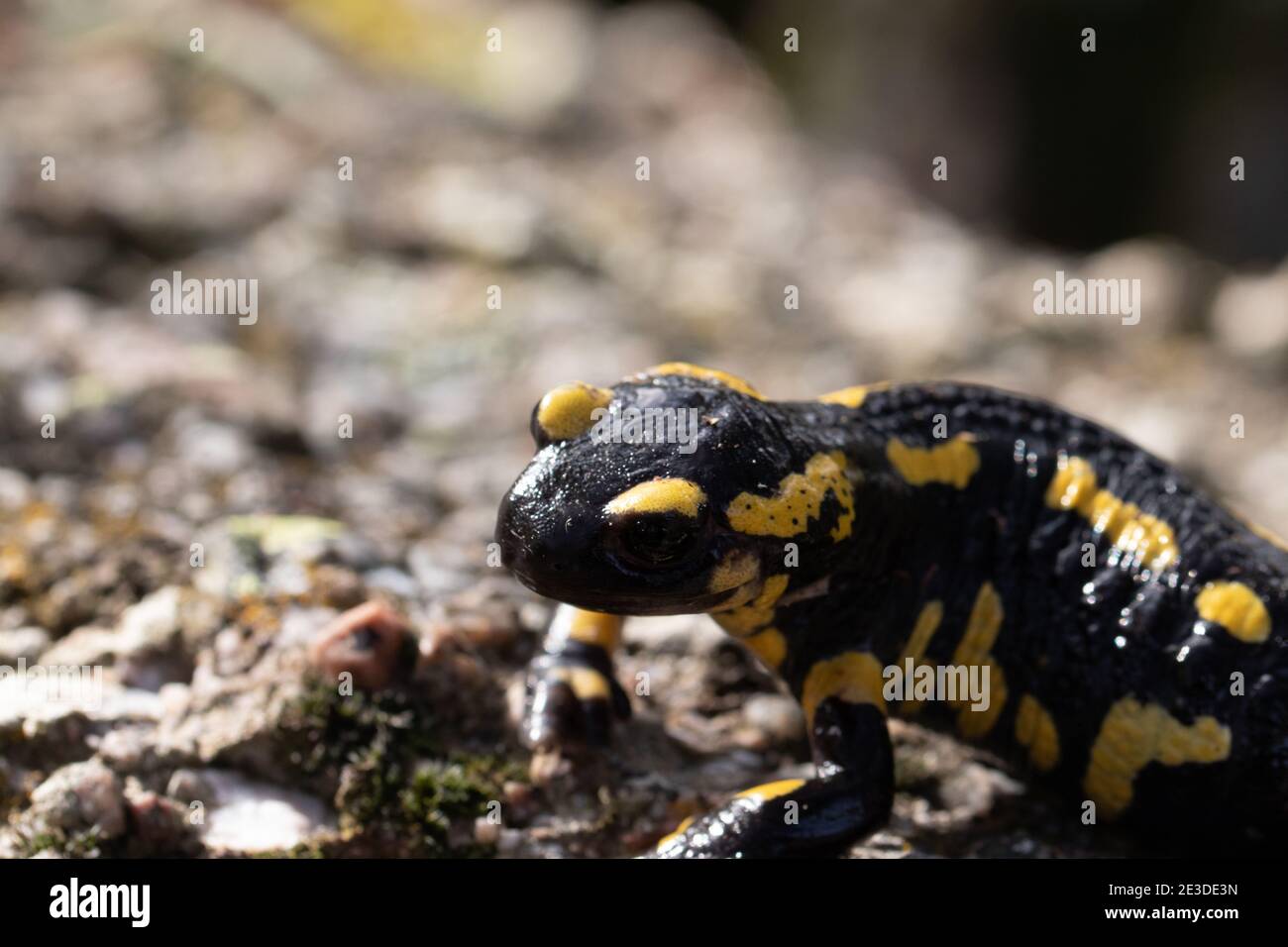 Selective focus shot of Fire salamander on a rock Stock Photo