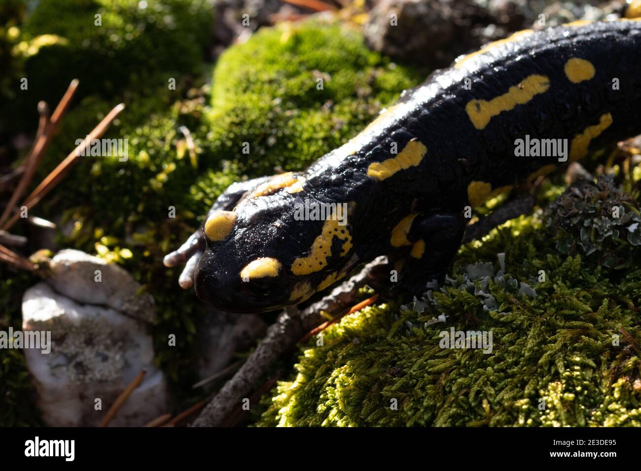 Selective focus shot of Fire salamander on a rock Stock Photo