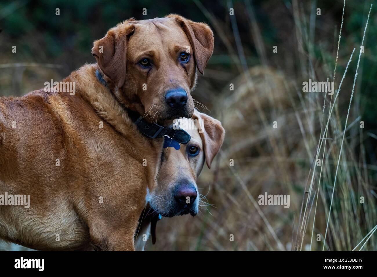 A pair of Labrador Retriever DogsCanis familiaris Stock Photo Alamy