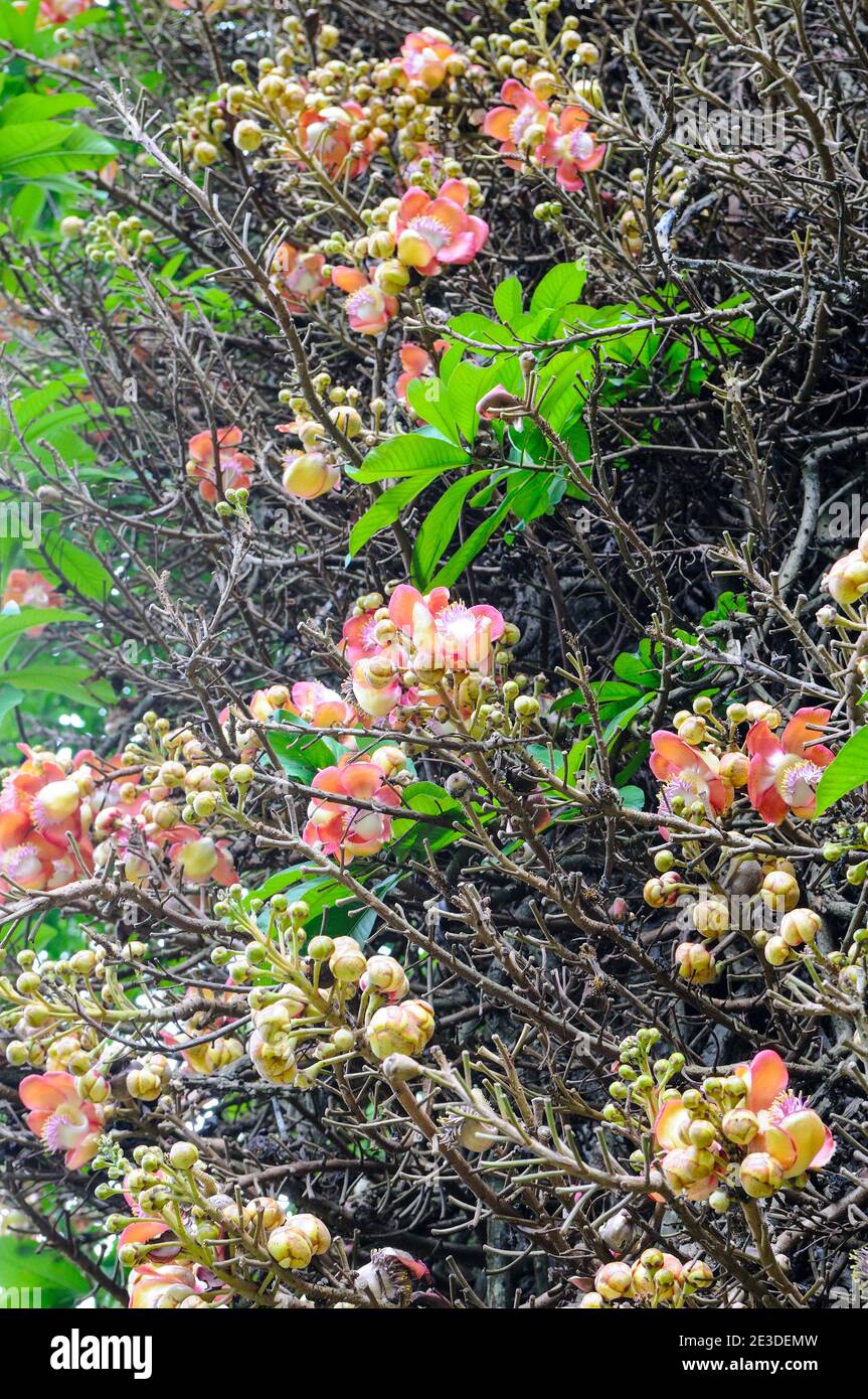 The flower of the sacred Bo tree. Sri Lanka. Shallow depth of field