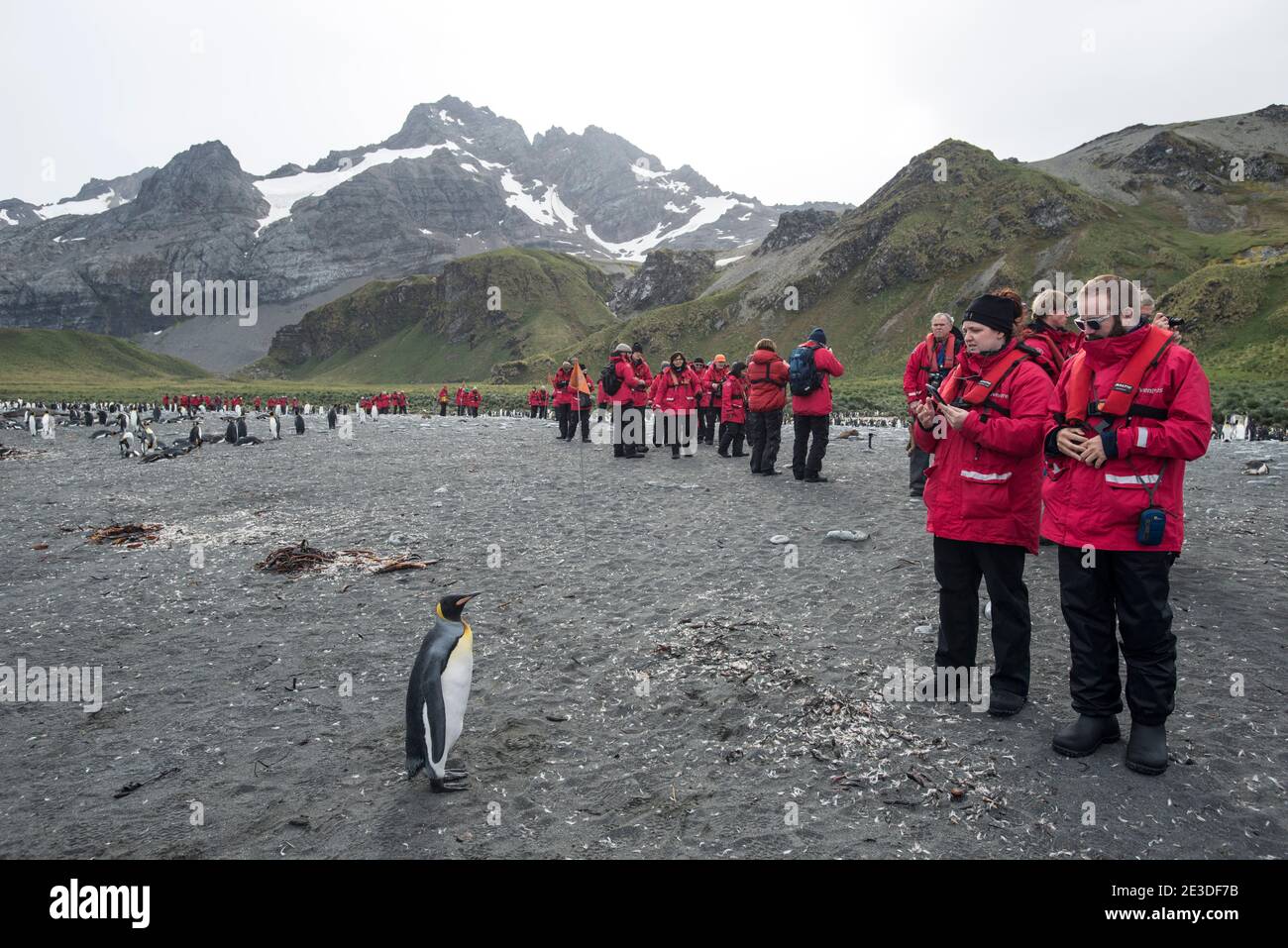 Tourists on Gold Harbour beach South Georgia island with King Penguins Stock Photo