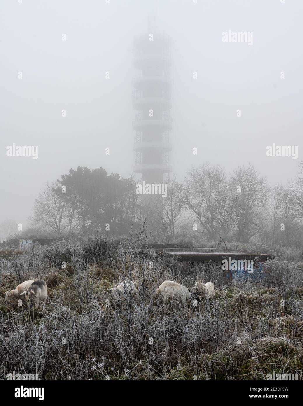 Goats graze beside the derelict remains of the Purdown Heavy Anti-Aircraft Battery under the fog-shrouded BT Transmitter in Bristol's Stoke Park. Stock Photo