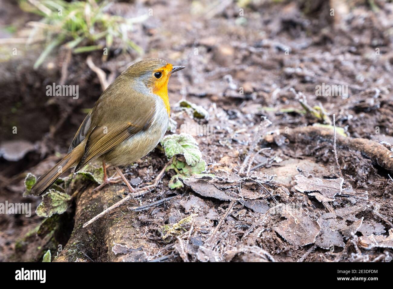 A European Robin perches in parkland at Snuff Mills in Bristol's Frome Valley. Stock Photo