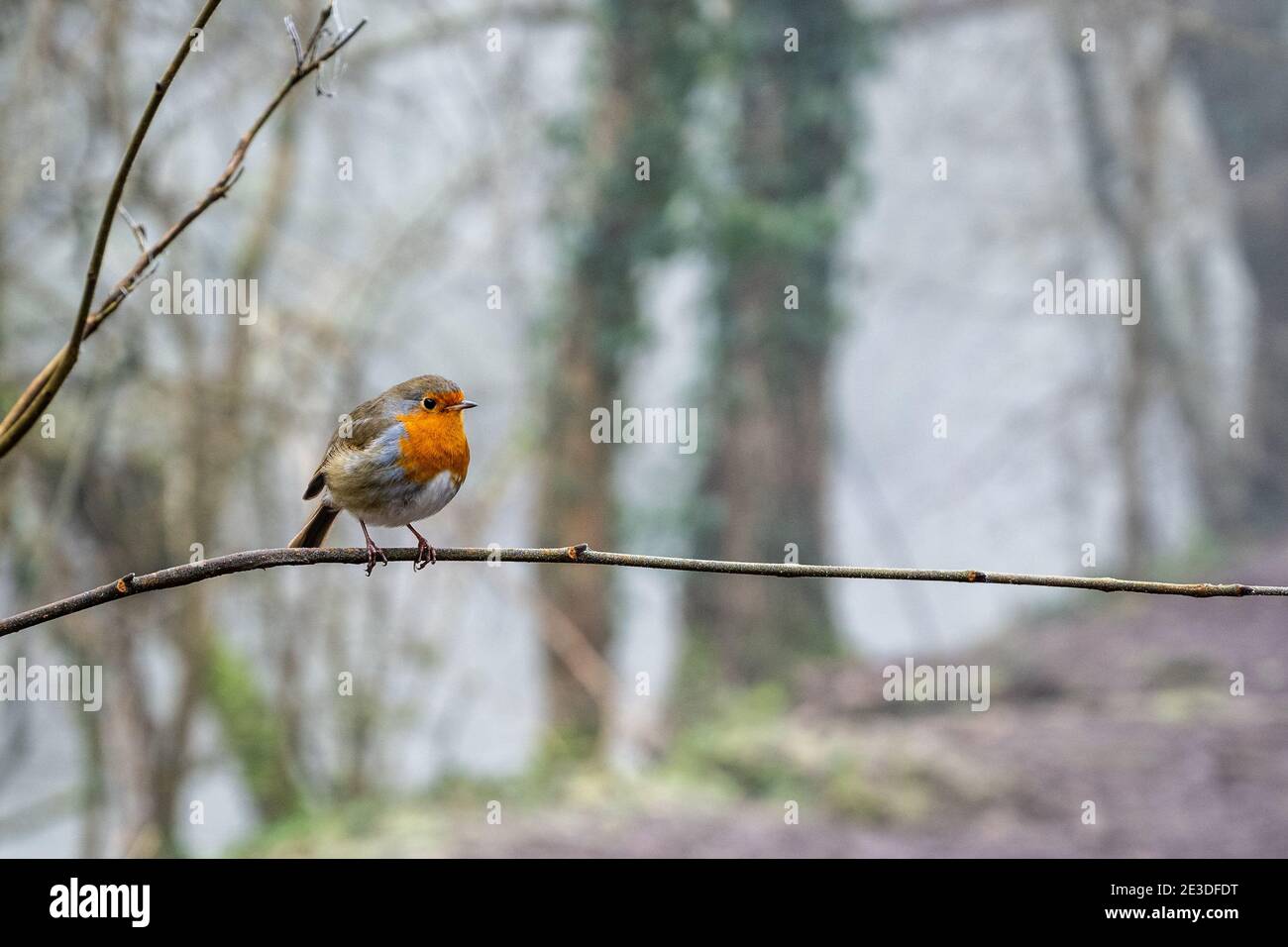 A European Robin perches in parkland at Snuff Mills in Bristol's Frome Valley. Stock Photo
