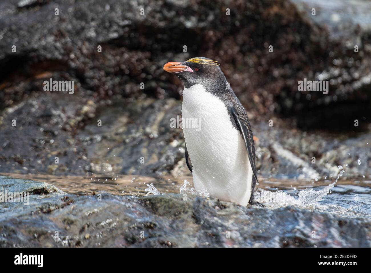 Macaroni Penguin, Eudyptes chrysolophus, Cooper Bay South Geogria island Antarctica Stock Photo