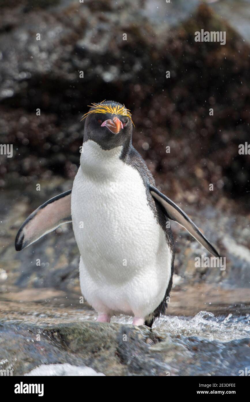 Macaroni Penguin, Eudyptes chrysolophus, Cooper Bay South Geogria island Antarctica Stock Photo