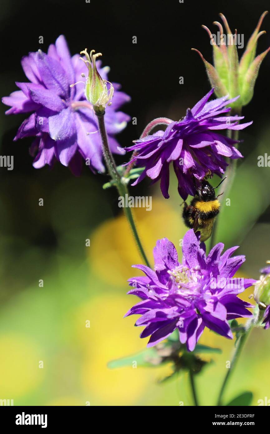 A bumblebee at a bellflower Stock Photo