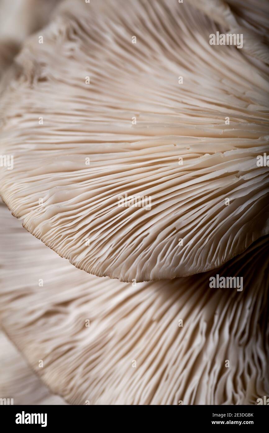 Oyster mushrooms. Closeup mushrooms texture. Food background Stock