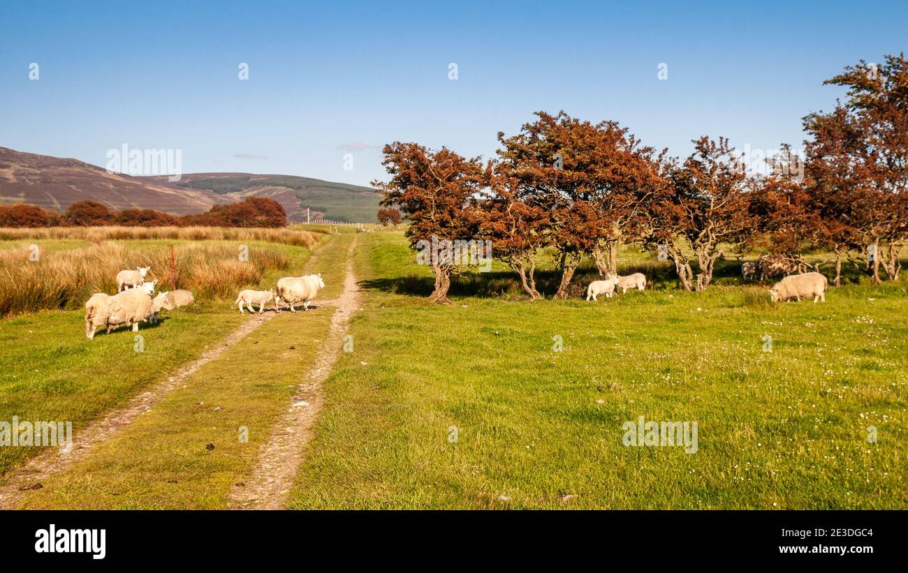 Sheep grazing on scottish hills hires stock photography and images Alamy