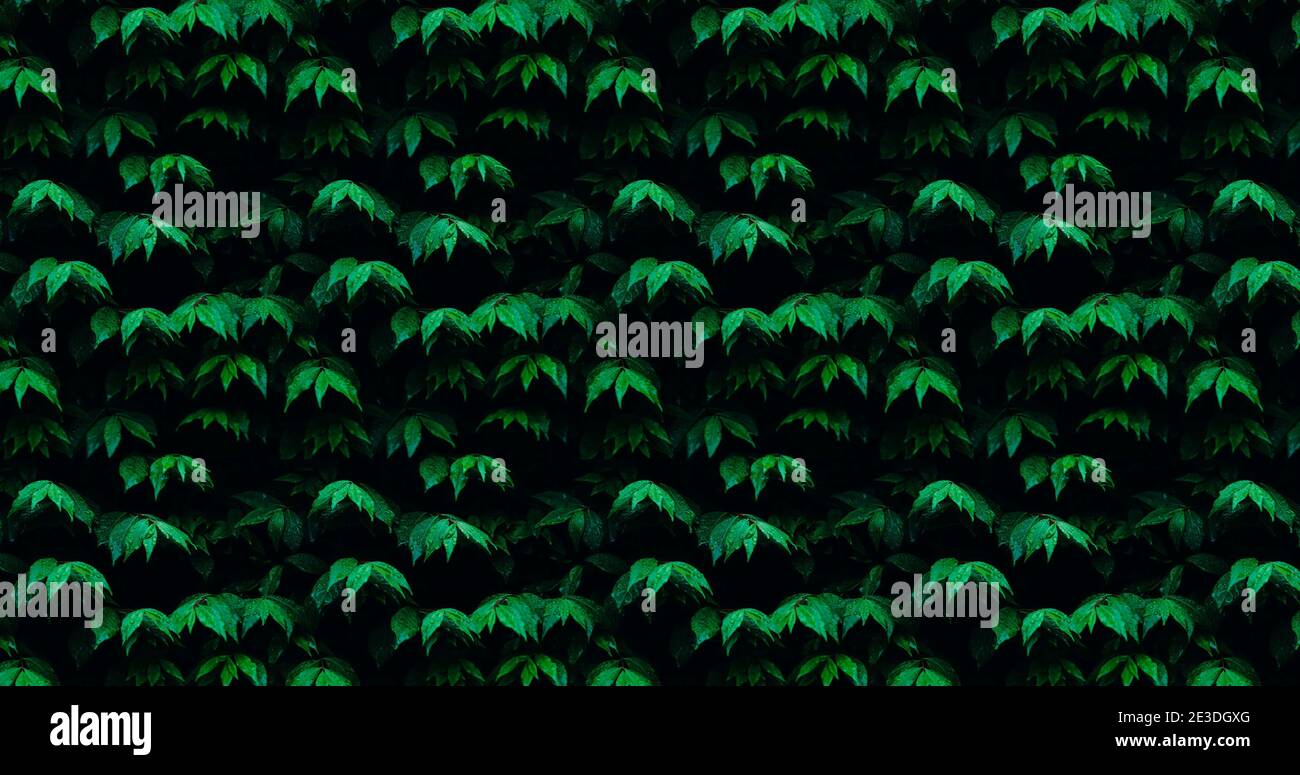 Green leaves pattern background texture. Stock Photo