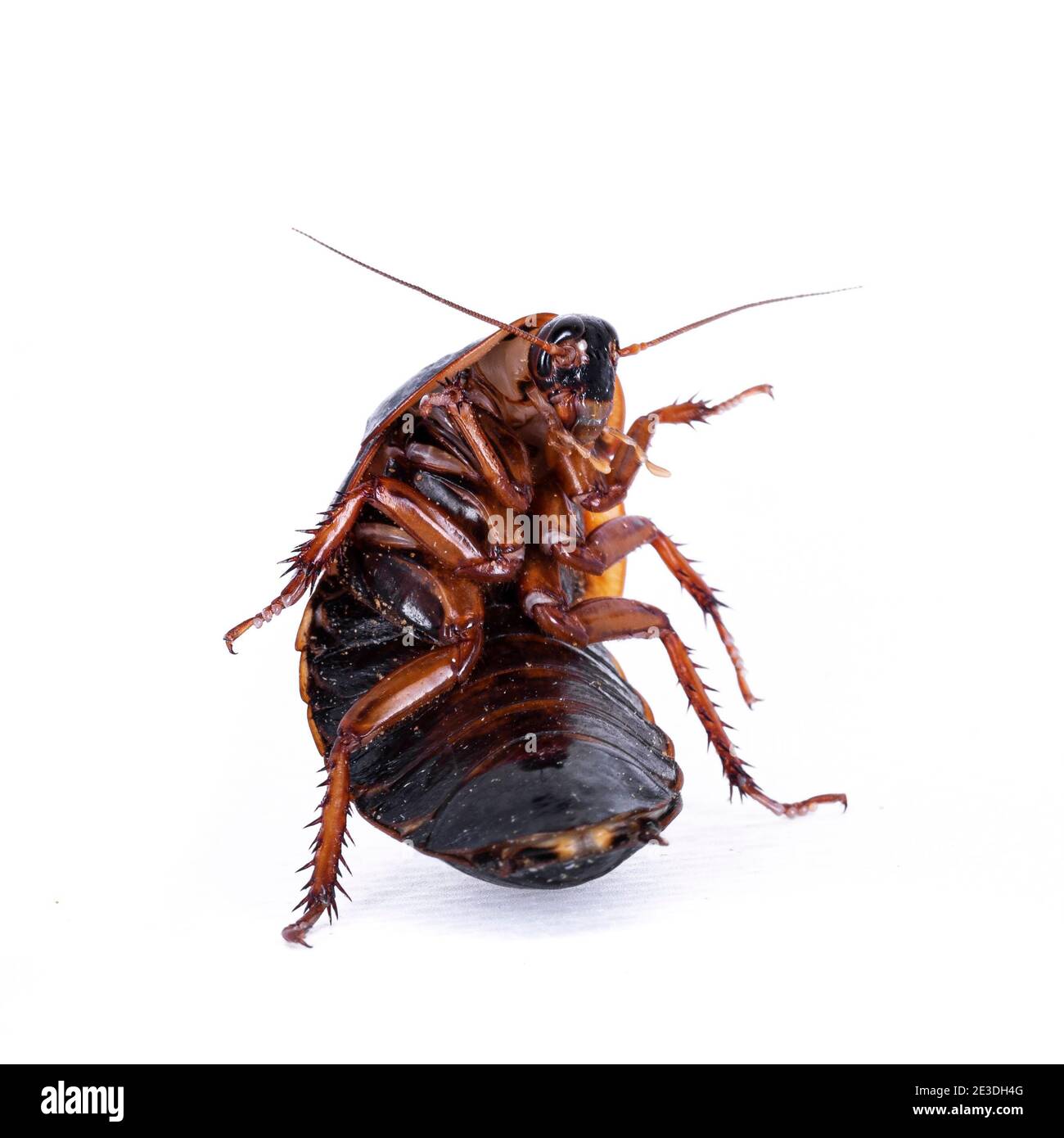 Argentinian wood cockroach blaptica dubia hires stock photography and