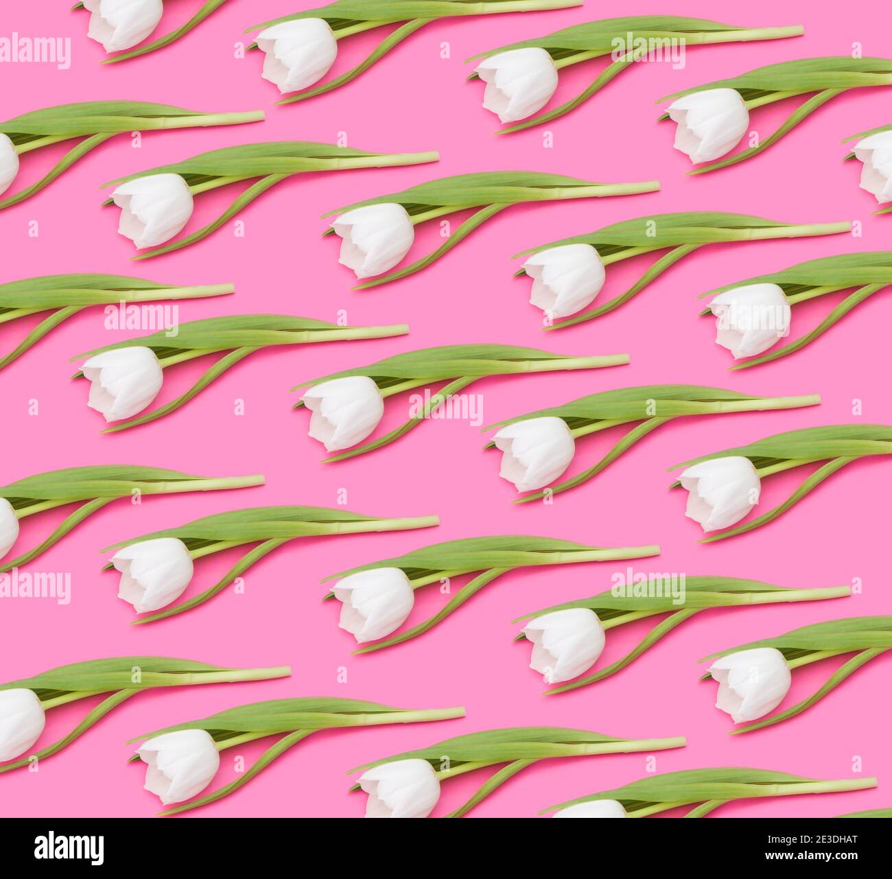 White tulips pattern on pink background Stock Photo