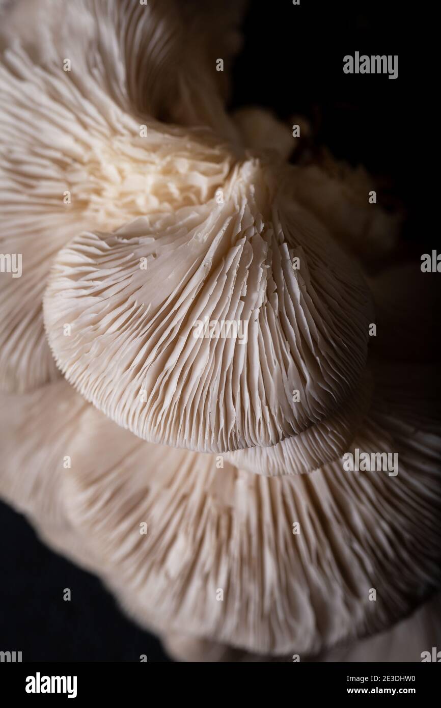 Oyster mushrooms. Closeup mushrooms texture. Food background Stock