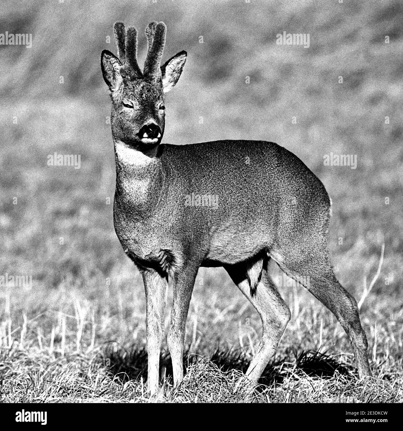 European Roe Deer (Capreolus capreolus) Stock Photo