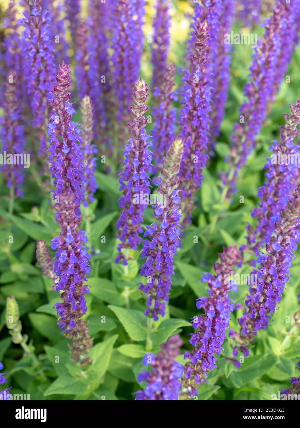 Salvia x sylvestris ‘mainacht’ hi-res stock photography and images - Alamy