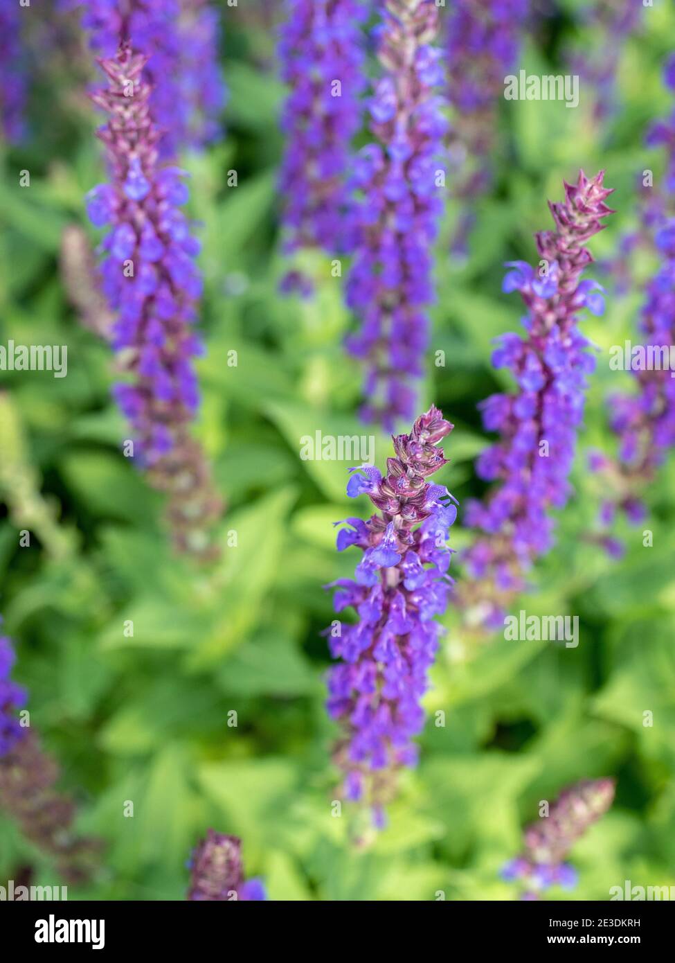 Salvia x sylvestris mainacht hires stock photography and images Alamy