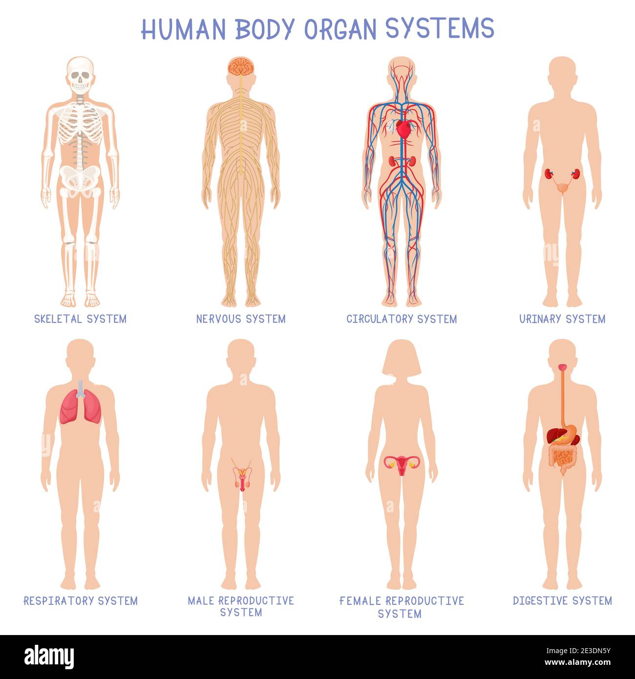 Cartoon human body organs systems. Anatomical biology systems, skeleton, nervous and reproductive system. Human biology organ scheme vector Stock Vector