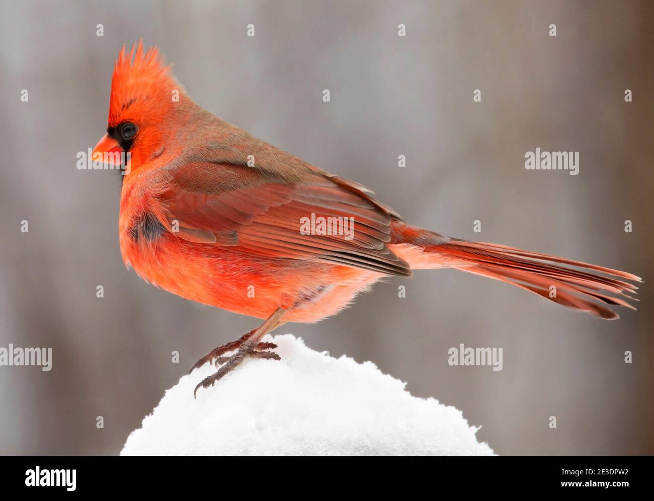 Northern Cardinal male in winter, Quebec, Canada Stock Photo Alamy