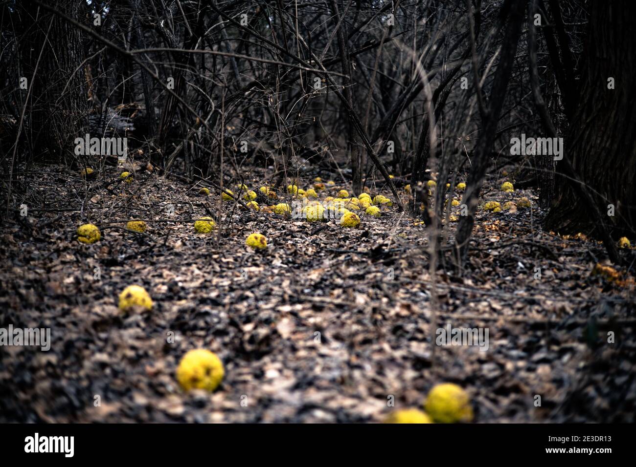 Fallen Hedge Apples Stock Photo