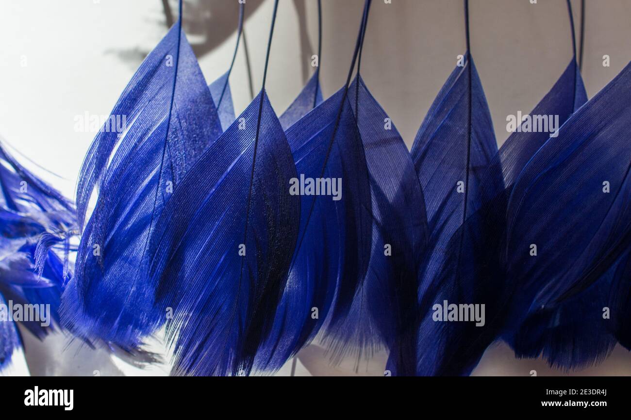 Wallpapers of bird hi-res stock photography and images - Alamy