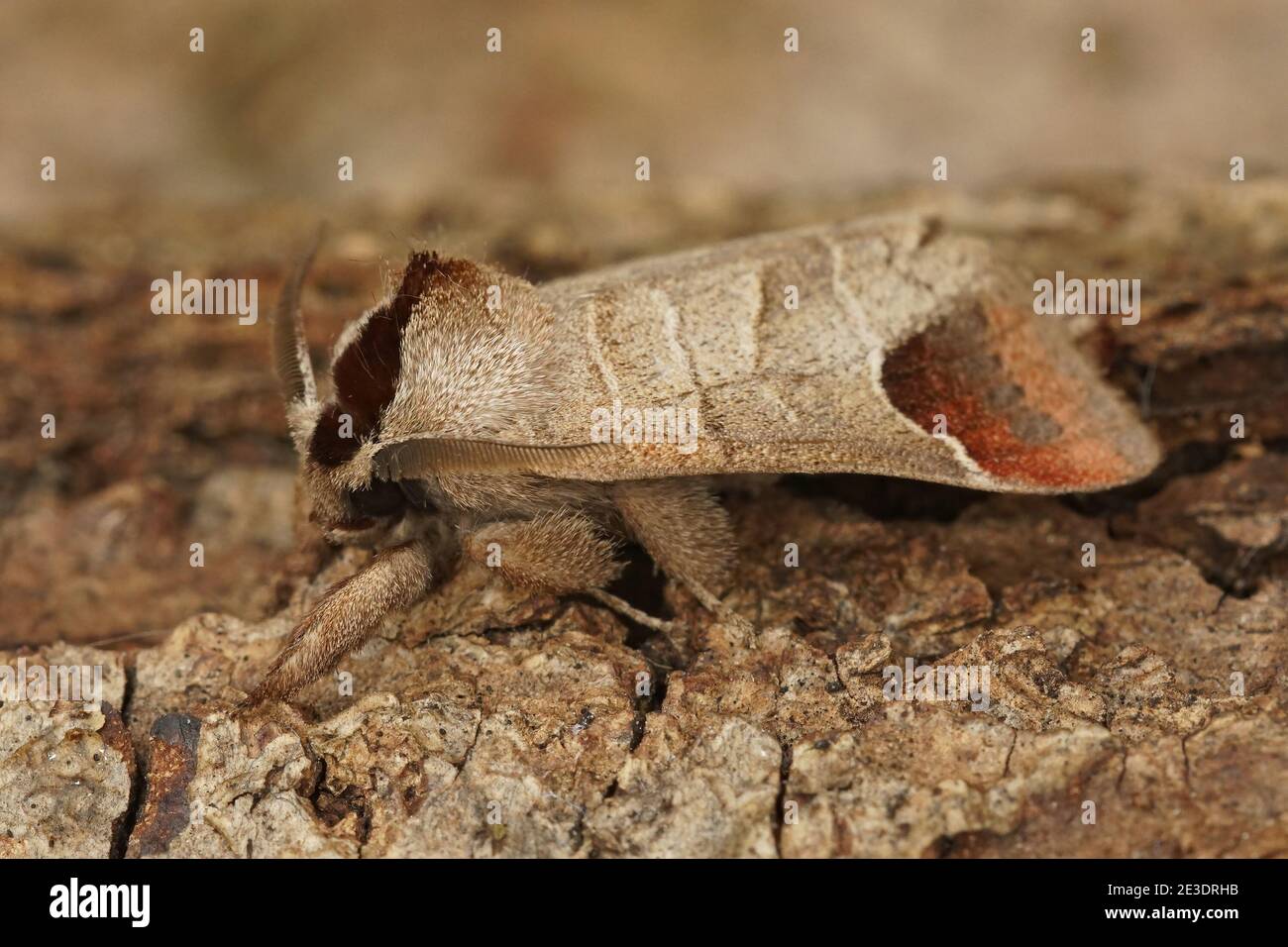 Close up of the chocolate-tip moth, Clostera curtula Stock Photo