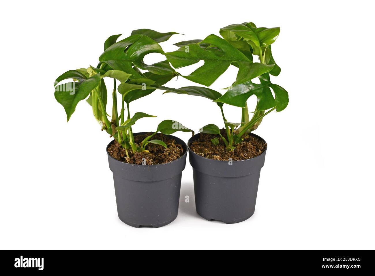 Two small tropical 'Rhaphidophora Tetrasperma' houseplants with leaves with holes, also called 'Monstera Minima' in flower pot isolated on white backg Stock Photo