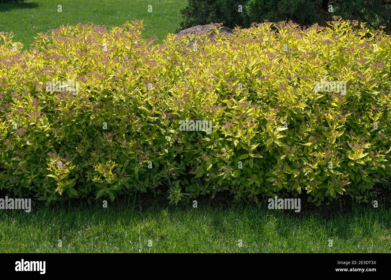 Close-up green hedge of Spiraea japonica that is just shedded its blossoms in garden. Stock Photo