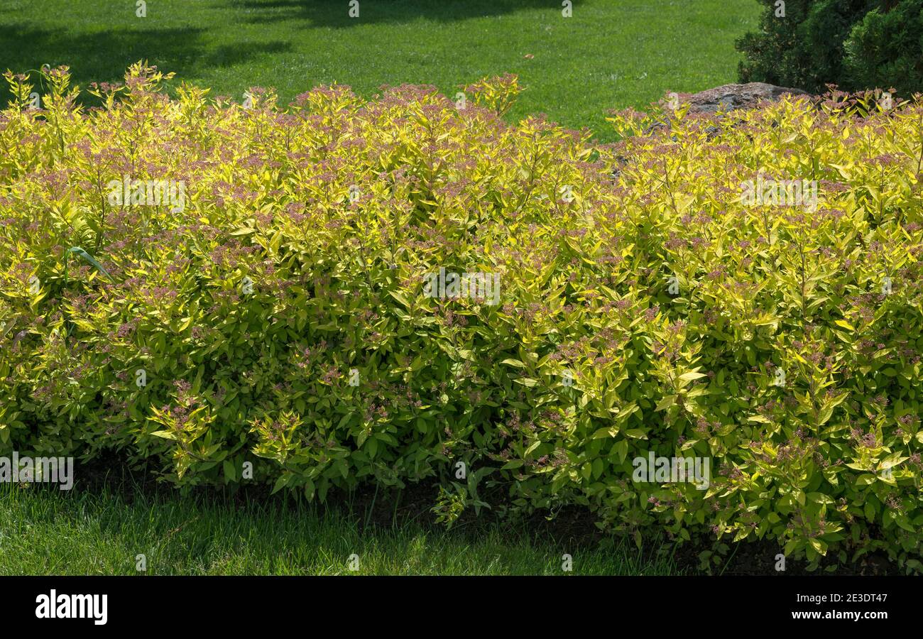 Close-up green hedge of Spiraea japonica that is just shedded its blossoms in garden. Stock Photo