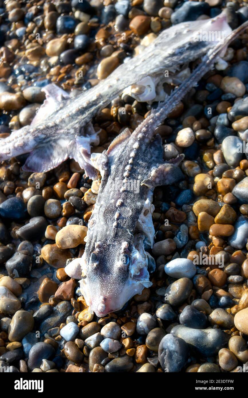 Remains of dogfish sharks washed up on the shore Stock Photo