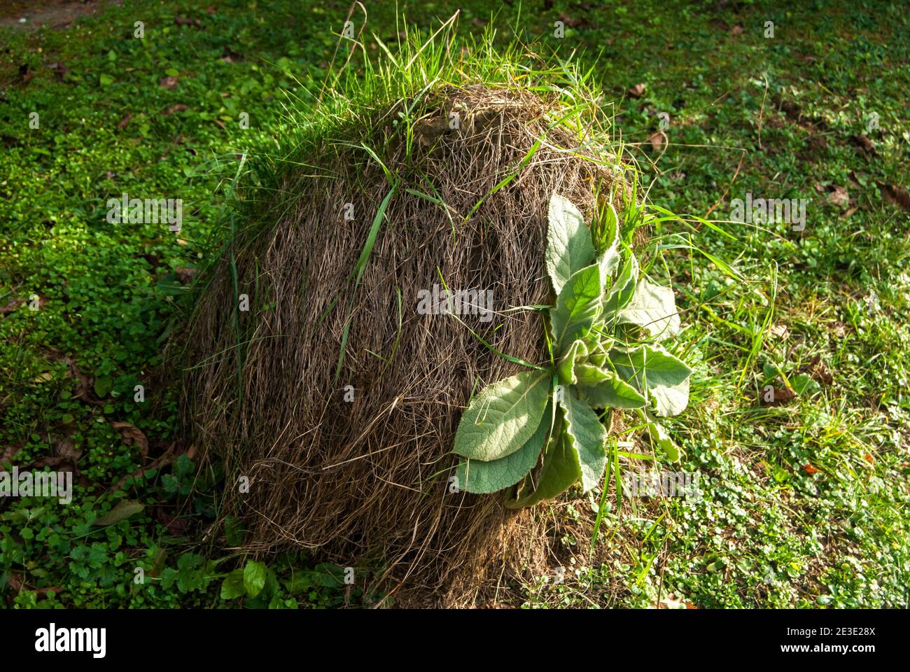 Large anthill colony closeup in forest meadow Stock Photo