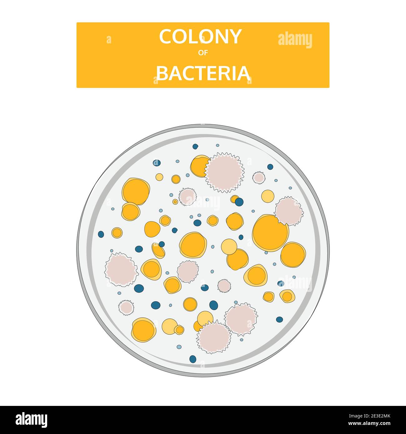 Petri dish drawing hi-res stock photography and images - Alamy Petri dish drawing hi-res stock photography and images - Alamy